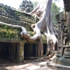 Zdjęcie z Kambodży - Ta Prohm