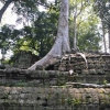 Zdjęcie z Kambodży - Ta Prohm