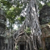 Zdjęcie z Kambodży - Ta Prohm