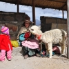 Zdjęcie z Peru - 