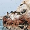 Zdjęcie z Peru - Islas Ballestas