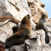 Zdjęcie z Peru - Islas Ballestas