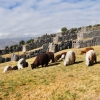 Zdjęcie z Peru - Sacsayhuaman