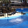 Zdjęcie z Hiszpanii - Marineland