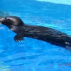 Zdjęcie z Hiszpanii - Marineland