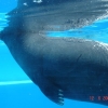 Zdjęcie z Hiszpanii - Marineland