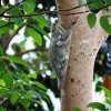 Zdjęcie z Malezji - Latajacy lemur w ogrodach Sheratona