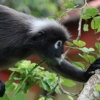 Zdjęcie z Malezji - Czarna malpka langur, zdjecie z balkonu naszego pokoju hotelowego