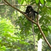 Zdjęcie z Malezji - Langur, zdjecie z balkonu naszego pokoju :)