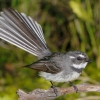 Zdjęcie z Nowej Zelandii - Wachlarzówka posępna, czyli fantail w Devonport