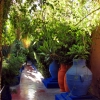 Zdjęcie z Maroka - Marrakesz - ogród Majorelle.