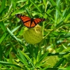 Zdjęcie z Nowej Zelandii - Fauna i flora :)