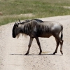 Zdjęcie z Kenii - tuż za bramą parku wita nas gnu