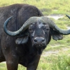 Zdjęcie z Kenii - spotyka nas znacznie mniej czerwony bawół jak w Tsavo:)
