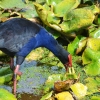 Zdjęcie z Nowej Zelandii - Pukeko, czyli nowozelandzka kurka wodna