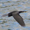 Zdjęcie z Nowej Zelandii - Kormoran black shag