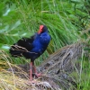 Zdjęcie z Nowej Zelandii - Ten pukeko byl wyjatkowo agresywny