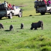 Zdjęcie z Republiki Półudniowej Afryki - LALIBELLA Safari