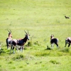 Zdjęcie z Republiki Półudniowej Afryki - LALIBELLA Safari