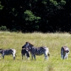 Zdjęcie z Republiki Półudniowej Afryki - LALIBELLA Safari