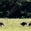 Zdjęcie z Republiki Półudniowej Afryki - LALIBELLA Safari