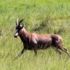 Zdjęcie z Republiki Półudniowej Afryki - LALIBELLA Safari