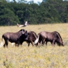 Zdjęcie z Republiki Półudniowej Afryki - LALIBELLA Safari