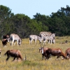 Zdjęcie z Republiki Półudniowej Afryki - LALIBELLA Safari