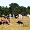 Zdjęcie z Republiki Półudniowej Afryki - LALIBELLA Safari