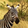 Zdjęcie z Kenii - zebra stepowa 
