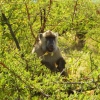 Zdjęcie z Kenii - baboon:)