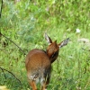 Zdjęcie z Kenii - dik dik, najmniejsza antylopka na sawannie