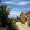 Zdjęcie ze Stanów Zjednoczonych - Joshua Tree N.Park