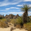 Zdjęcie ze Stanów Zjednoczonych - Joshua Tree N.Park