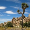 Zdjęcie ze Stanów Zjednoczonych - Joshua Tree N.Park