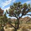 Zdjęcie ze Stanów Zjednoczonych - Joshua Tree N.Park