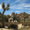 Zdjęcie ze Stanów Zjednoczonych - Joshua Tree N.Park