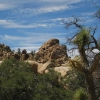 Zdjęcie ze Stanów Zjednoczonych - Joshua Tree N.Park