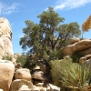 Zdjęcie ze Stanów Zjednoczonych - Joshua Tree N.Park