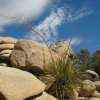 Zdjęcie ze Stanów Zjednoczonych - Joshua Tree N.Park