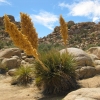 Zdjęcie ze Stanów Zjednoczonych - Joshua Tree N.Park