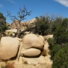 Zdjęcie ze Stanów Zjednoczonych - Joshua Tree N.Park