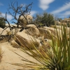 Zdjęcie ze Stanów Zjednoczonych - Joshua Tree N.Park