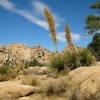 Zdjęcie ze Stanów Zjednoczonych - Joshua Tree N.Park