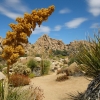 Zdjęcie ze Stanów Zjednoczonych - Joshua Tree N.Park