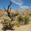 Zdjęcie ze Stanów Zjednoczonych - Joshua Tree N.Park