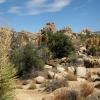 Zdjęcie ze Stanów Zjednoczonych - Joshua Tree N.Park