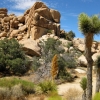 Zdjęcie ze Stanów Zjednoczonych - Joshua Tree N.Park