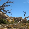 Zdjęcie ze Stanów Zjednoczonych - Joshua Tree N.Park