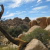 Zdjęcie ze Stanów Zjednoczonych - Joshua Tree N.Park